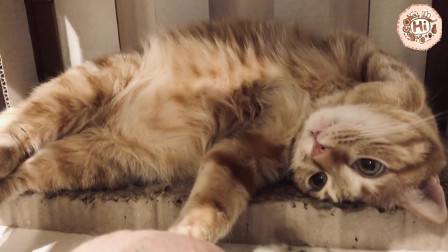 【巧克力】『橘子冰的日常』－ 内有恶猫！小心被打XD