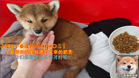 小荣的小柴成长vlog：小柴刚到家里就遭到父亲的职责！取什么名呢