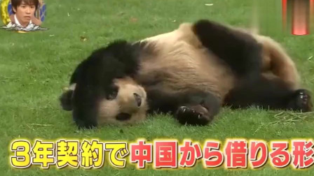 日本综艺：节目动物园身价最高动物排行榜，中国熊猫第一
