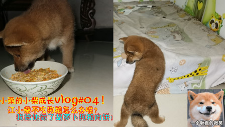 小柴成长Vlog：小柴不吃狗粮怎么办呢？我给他做了胡萝卜狗粮肉饼