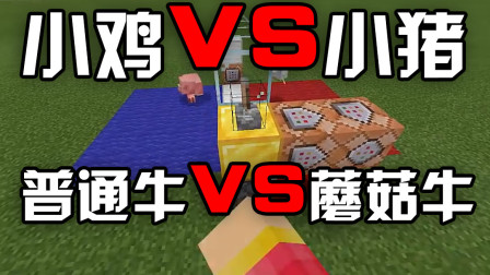 我的世界：小鸡VS小猪，普通牛VS蘑菇牛，谁才是牛魔王？