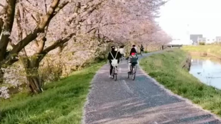 这就是日本的樱花在樱花树下骑车简直太美了