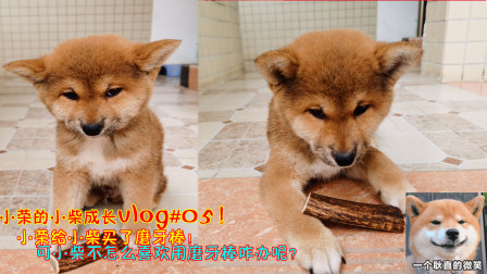 小柴成长Vlog：小荣给小柴买了磨牙棒！可小柴不怎么喜欢用咋办呢