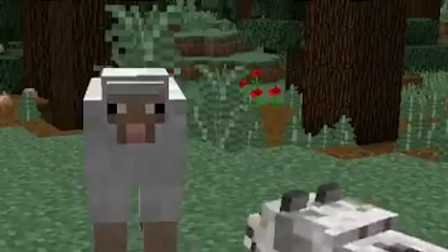 我的世界：羊生有多短暂，萌新亲身体会告诉你