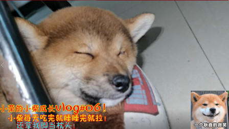 小柴成长vlog：小柴每天吃完就睡睡完就拉！还拿我脚当枕头使用！