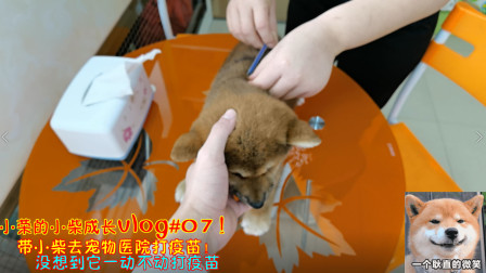 小柴成长vlog：带小柴去宠物医院打疫苗！没想到它一动不动打疫苗