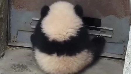 熊猫宝宝奶爸奶妈集体反攻熊猫团子场面笑爆了网友哈哈不行了