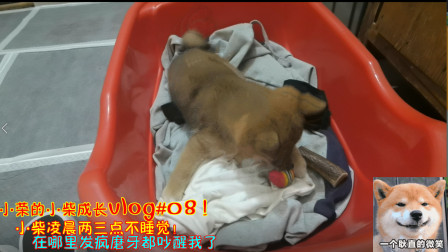 小柴成长vlog：小柴凌晨两三点不睡觉！在哪里发疯磨牙都吵醒我了