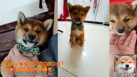 小柴成长vlog：小柴凌晨两三点不睡觉！在哪里拆家还到处乱叫！