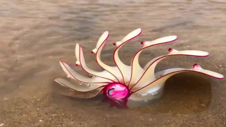活了几十年,第一次见这种玫瑰海螺!难道桃花运要来了?