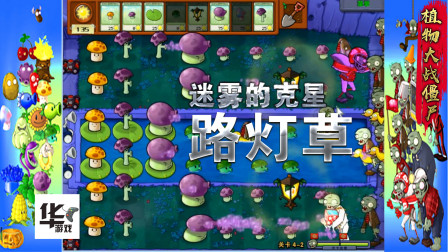 路灯草：迷雾的克星 比较鸡肋的植物 需要它么？