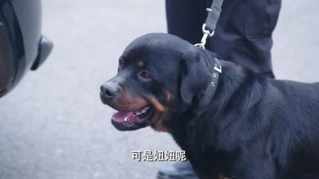 警犬妞妞奋力阻止杜飞出国,美女警花姝寒霸气表白挽留