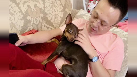 东北男主人回屋睡觉，不跟鹿犬玩了，鹿犬的反应太奇葩了