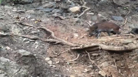 贵州山里砍柴遇到硬茬，一只野猪带着孩子出门觅食，农村小伙都不敢出声了