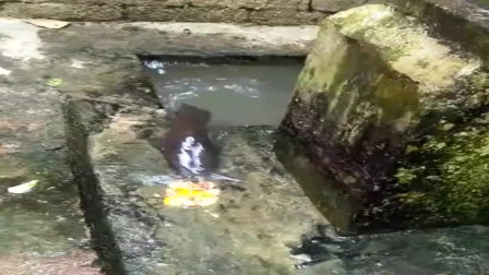 山西农村一水池子这条鲶鱼真是饿疯了，直接跳到岸上来吃食，这回算你跑得快！