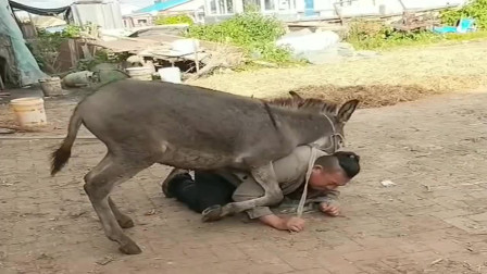 这浙江大哥不服，和一只驴过不去！这波操作稳了！