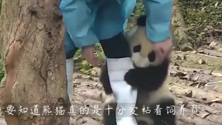 熊猫宝宝：最嚣张“胖达”，叉腰熊猫火到国外，网友：它知道自己是国宝！