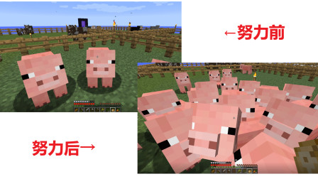 我的世界：你知道这群猪有多努力吗？
