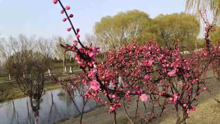 芬芳四月，农村胖媳妇去迁安三里河生态公园美景欣赏（上）
