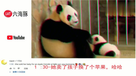 老外看中国 国宝熊猫的日常生活 YouTube国外网友：萌翻了！