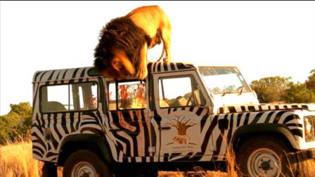 冒险电影一家人在非洲草原自驾游，汽车出现故障被狮群围困