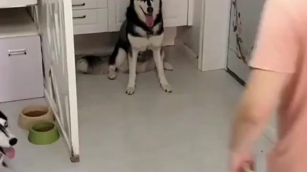 二哈和沈阳男主人拥抱，摔了个底朝天，网友：太逗了！