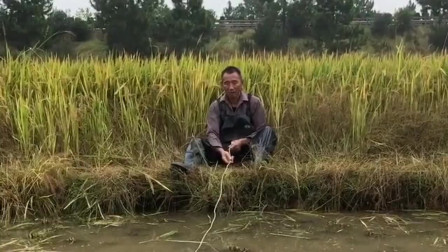 你们绝对想不到我钓的是什么，这是我们家乡的稻草，和山东的麦苗一样！