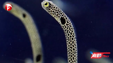 不想露头？日本水族馆邀网友视频围观花园鳗：为了让花园鳗见人