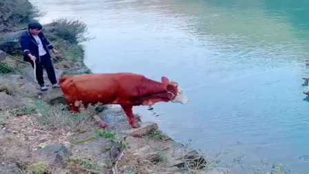 城里的孩子没见过，农村的孩子也不一定见过，牛过河！