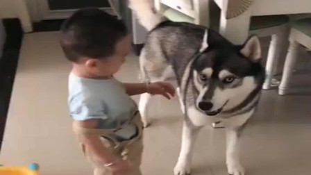 儿子一去哈尔滨舅舅家，家里的二哈就遭殃了，真是到了连狗都嫌弃的年龄！