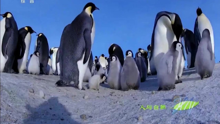 人与自然：企鹅妈妈要出海，小企鹅试图以身阻拦，却依旧留不住妈妈