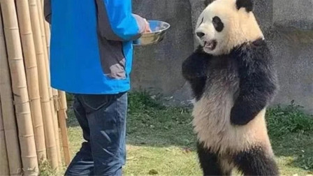 嚣张的“胖达”，叉腰熊猫火到国外，网友：它知道自己是国宝！