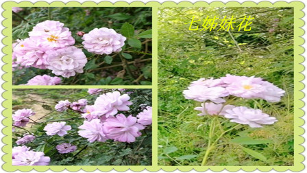 带刺的七姊妹花，农村很常见，开花漂亮，有人认识吗