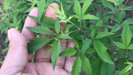 客家人感激的"布荆树",到底有啥好?今天可算弄明白了!