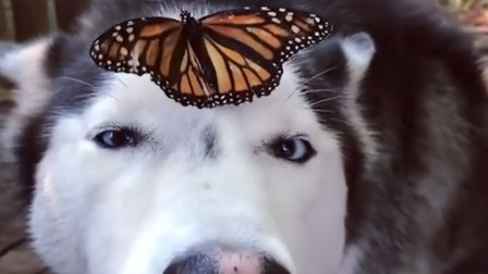 蝴蝶停在二哈额头上,二哈的神态让人哭笑不得,场面太搞笑