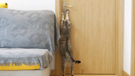 主人假装把小猫锁进房间老猫义无反顾开门救猫主人落泪