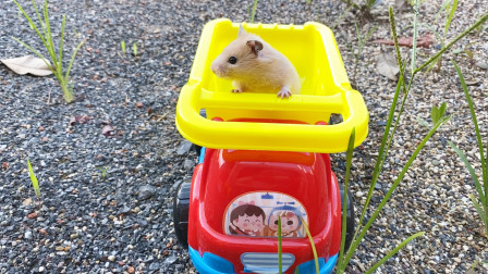 主人让小仓鼠坐着玩具沙滩车去玩沙子,小仓鼠:好玩