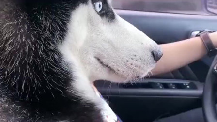 主人开车二哈全神贯注盯着前方,这是在观摩学习,你还想考驾照呢?