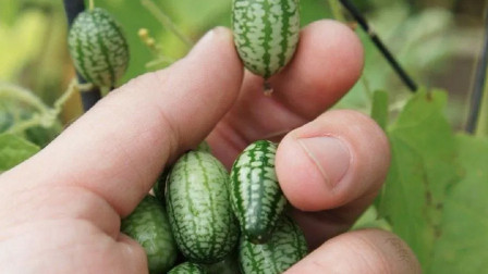 世界上最小的西瓜，营养极高，价格极贵，如今已引入中国！