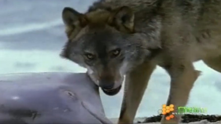 孤狼来到了海边，它沿着海岸线寻找食物，意外发现了一头海豚