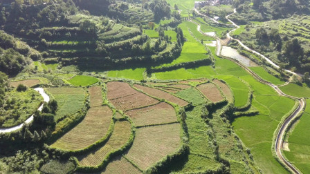 实拍贵州大山里的乡村，药材种植基地，丰收季节