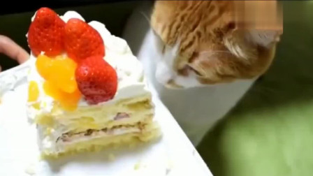主人给猫咪吃奶油蛋糕，猫咪只吃奶油不吃蛋糕，太可爱了
