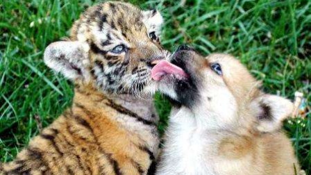 没想到老虎和狗也能产生感情,狗妈妈独自带大三只老虎,这真是太危险了