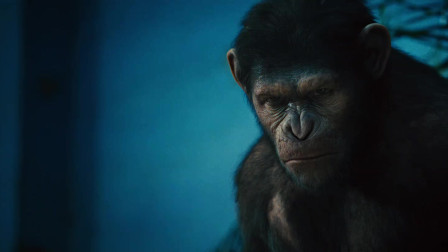 别小瞧黑猩猩的智慧，记仇的黑猩猩，复仇从来不嫌晚