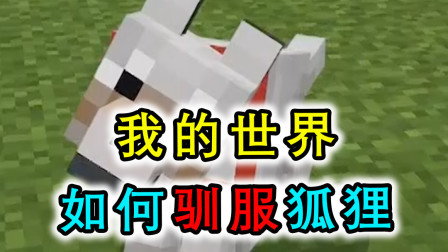 我的世界：狐狸无法被驯服？老玩家轻松做到，驯服后不再吃肉