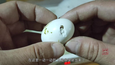 农村大哥用孵化器人工孵化鸽子，一只已出生，另一只马上破壳而出