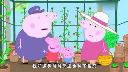 小猪佩奇：猪爷爷的番茄还没熟，奶奶要做色拉，只能去狗爷爷家摘