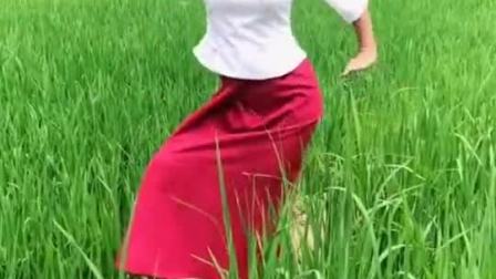缅甸美女田里跳舞，景美，人更美！