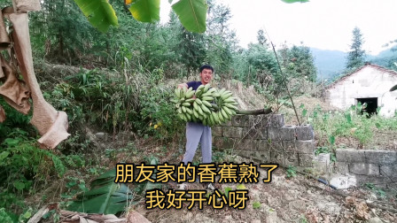 朋友家的香蕉熟了，广西靓仔过去帮忙收，顺便带一颗香蕉树回来种