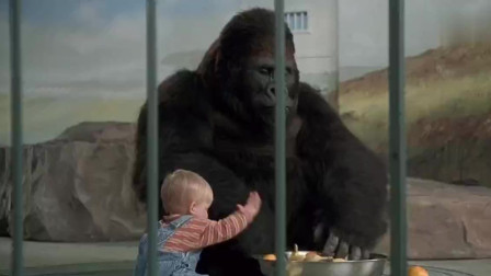 劫匪想黑猩猩的宝宝，还没得手就开始悲剧了，一部搞笑冒险片